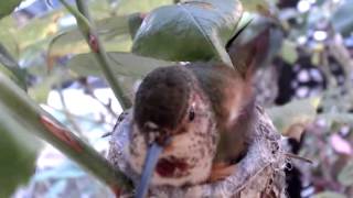 Full 01052013_Phoebe Allens Hummingbird Nest Cam_Welcome Sandy and Faith_800 AM PST Update