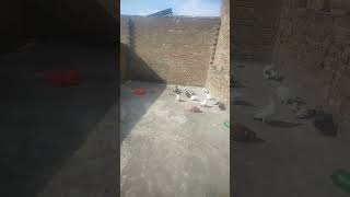 breed #contentstrategy #pigeon #vilogpigeon #pigeonlaver #getseen