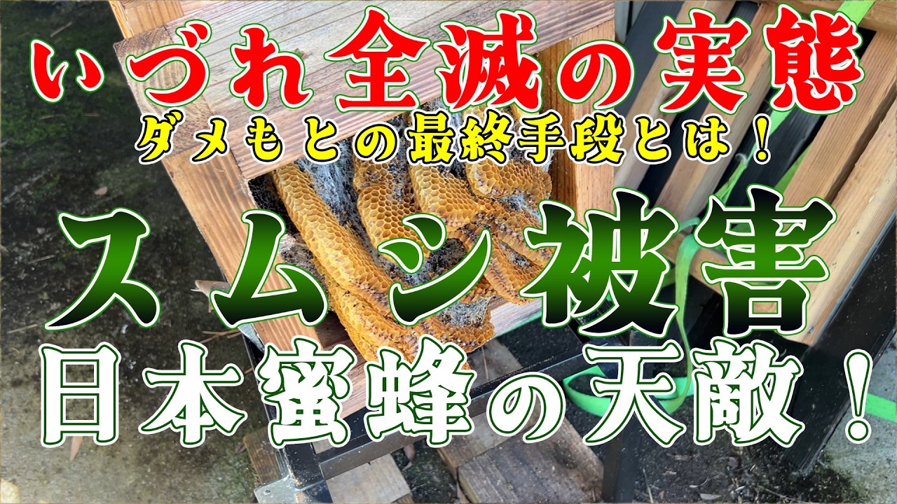 The Reality of Japanese Honey Bee Infestation and Colony Collapse