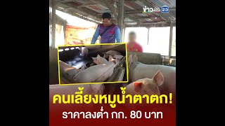 คนเลี้ยงหมูน้ำตาตก! ราคาลงต่ำ กก. 80 บาท