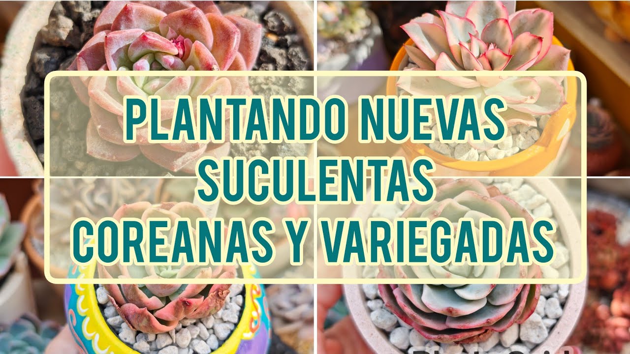 Acompáñame a plantar suculentas coreanas y variegadas / Jardín Suculento
