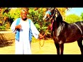 عبدالواحد البنا اغنيه حصان متعدد السعيداب الخيل والخياله فرسان الصوابي بنبان يادوووله 
