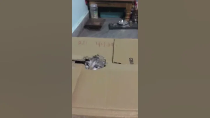 Video 9600311: cute kitten first, kitten home, farm, cute cat