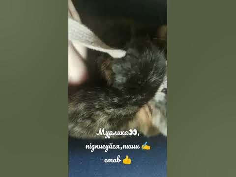Мурлика 😻 - YouTube