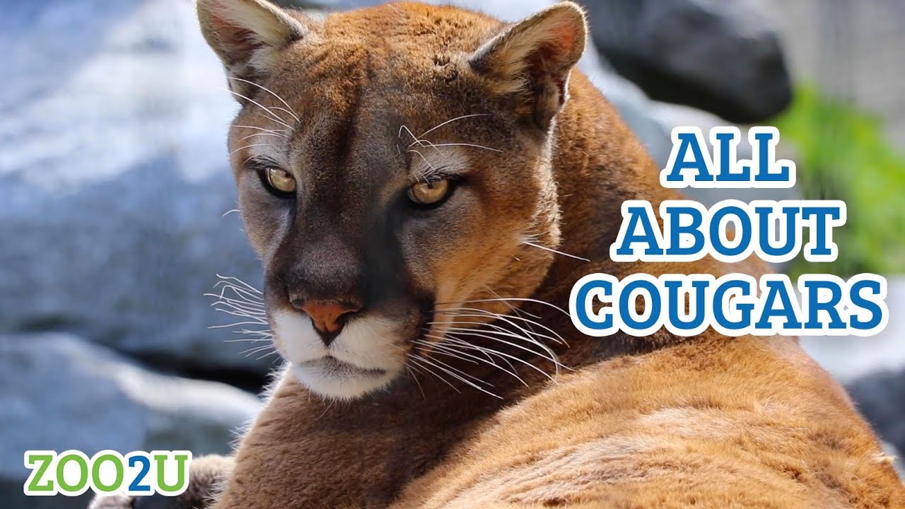 Viral video shows cougar stalking Utah hiker in terrifying 6-minute encounter