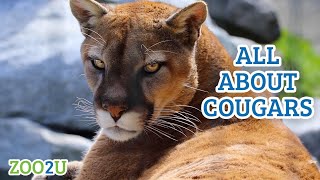 All About Cougars
