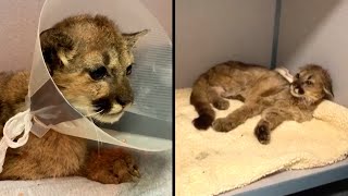 Orphaned Mountain Lion ‘Rose’ Becomes Social Media Darling