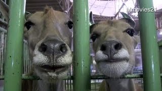 エランドの裏側探検~Eland Backyard