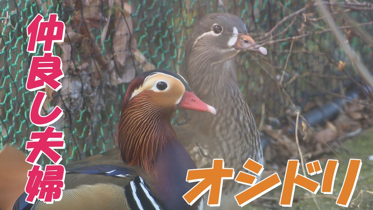 仲良し夫婦♪オシドリ【アニマル×Animal】 - YouTube