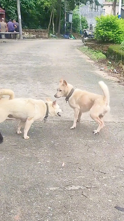 Playing #dog ##dogs #dogfunny #dogvideo