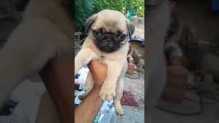 Cheapest pug puppy for sale only 4000rs price