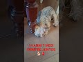 cosa vuoi dirmi Lilly?#yorkshireterrier#yorkshire#yorkie#perros#pets#perros#puppy#puppylove#dog#pet