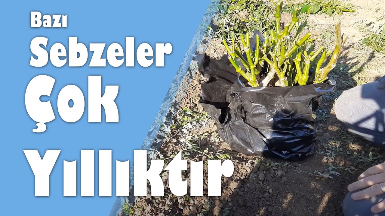 Bazı Sebze Bitkileri Çok Yıllıktır.