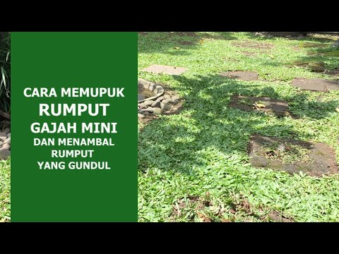 Video: Baja Terbaik Untuk Rumput Air Pancut: Cara Menyuburkan Rumput Air Pancut Hiasan