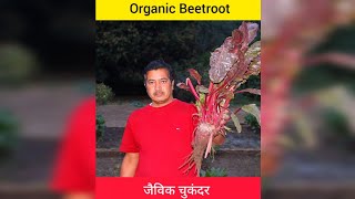 Famous ✅"Discover the Vibrant World of Organic Beetroot: Nature's Superfood Delight!" Wealth