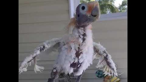 Algernon Cadwallader - Spit Fountain (2020 Remaster)