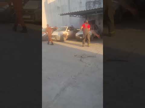 Bombeiros - gato do mato em União dos Palmares