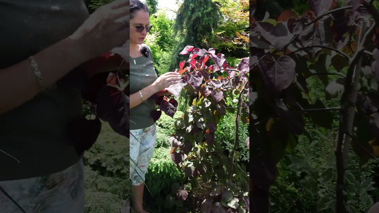 Judaszowiec kanadyjski 'Ruby Falls'