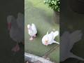Geese #birds #animal #travel #nature #usa #aquarium #nyc #fish #vlog #cat #manhattan #ny