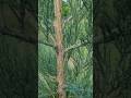Watering Our Michigan Giant Sequoia And California Coastal Redwood