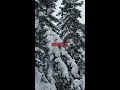 The Fiercest Predator in Earth's Vast Wilderness