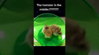 Animal Abuse?? Cr Dm