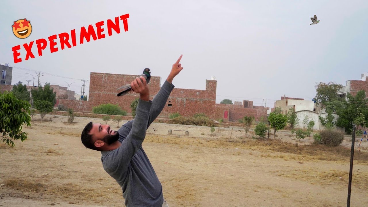 Taming Experiment On My Pigeon 🤩