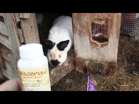 დამუშავება რწყილებზე-ტკიპებზე ...ბოცვერი, გოჭები, ქათმები..წიწილები..ძაღლი...კატა...