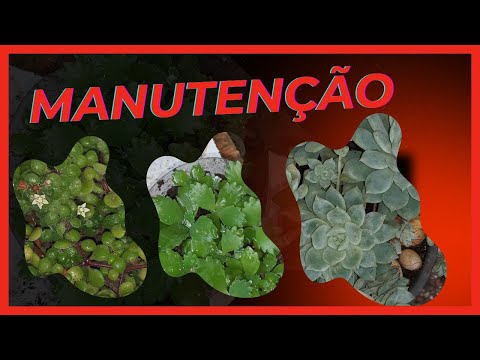 Pintando potes e replantando as suculentas mais velhas