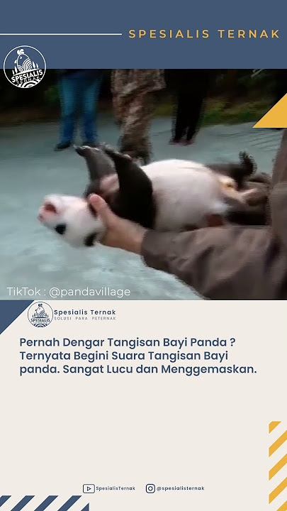 Bayi Panda Menangis
