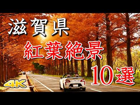 【滋賀 紅葉絶景ベスト10】メタセコイア並木から世界遺産と国宝の城｜湖国最強ランキング| Shiga's Top 10 Autumn Leaves