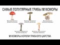САМЫЕ ПОПУЛЯРНЫЕ ГРИБЫ МУХОМОРЫ, МУХОМОРЫ КОРОЛИ ГРИБНОГО ЦАРСТВА