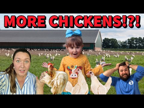 What are we going to do with these chickens!?!