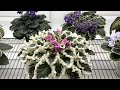 African Violets - November 2025 - Part 1 - Standards
