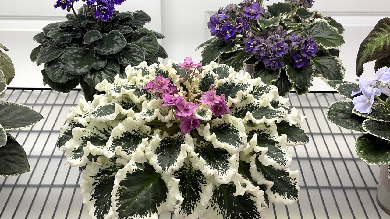 Африканские фиалки — ноябрь 2025 г. — Часть 1 — Стандарты