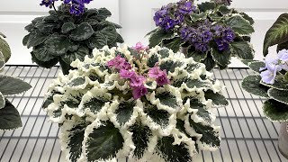 African Violets - November 2025 - Part 1 - Standards