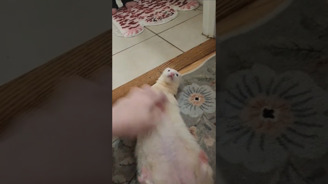 No Floor Mat For Vemily