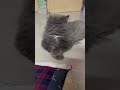 Pyara bacha leo #cat #cute #cats #catvideos #pets #petlovers #animals #animallovers
