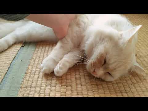 かご猫LIVE配信　210507 のハイライト 11:44:03 - 11:49:03