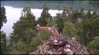 Loch of the Lowes Ospreys Did Darden flap LM24 off the nest 17th June 2026