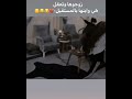زوجوها حتى تعقل هيه وبنها بالمستقبل