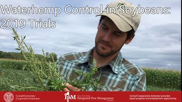 Waterhemp Control in Soybeans: 2019 Trials