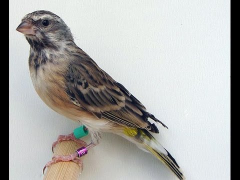 Suara Merdu Burung Blackthroat Serinus Atrogularis Youtube