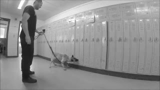 Police K9 School Search Handler Training