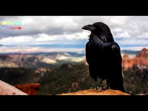 crow-caw-sound-effect-#14