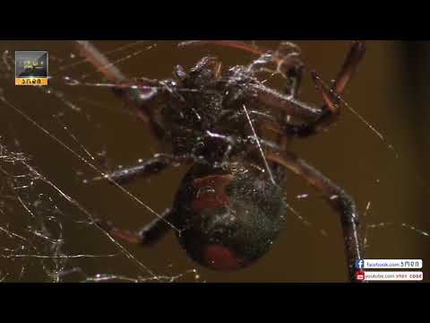 ობობები - #კოდი III სეზონი IV ეპიზოდი