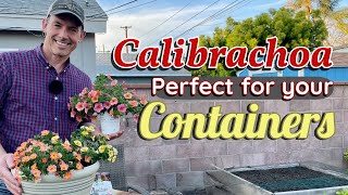 Easy & Beautiful: Calibrachoa for Full/Part Sun Containers | Gardening with the Williamses