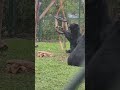 Bubu spins out!