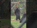 Bubu spins out!