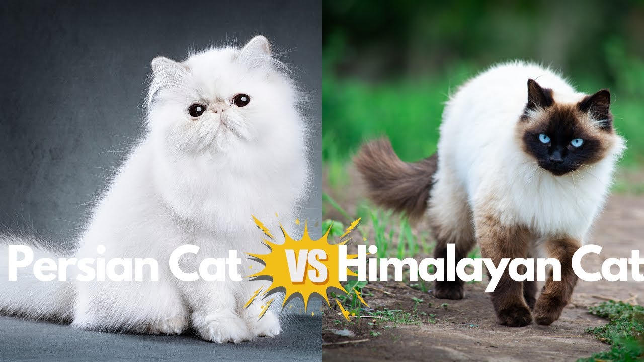 Persian Cat vs. Himalayan Cat: Which One Is the Real Diva?